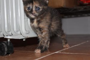 Sophie