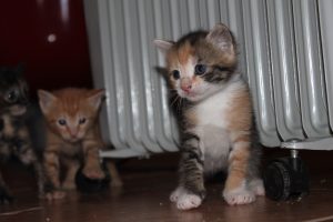 Mikkie