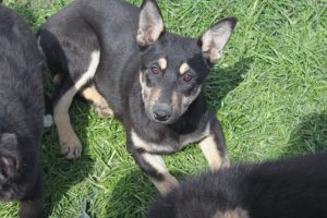Tasha