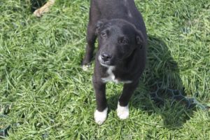 Juno