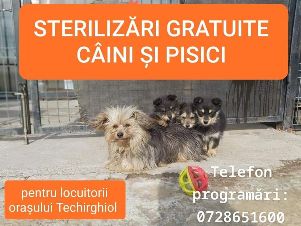 STERILIZARI GRATUITE CAINI SI PISICI iunie 2020