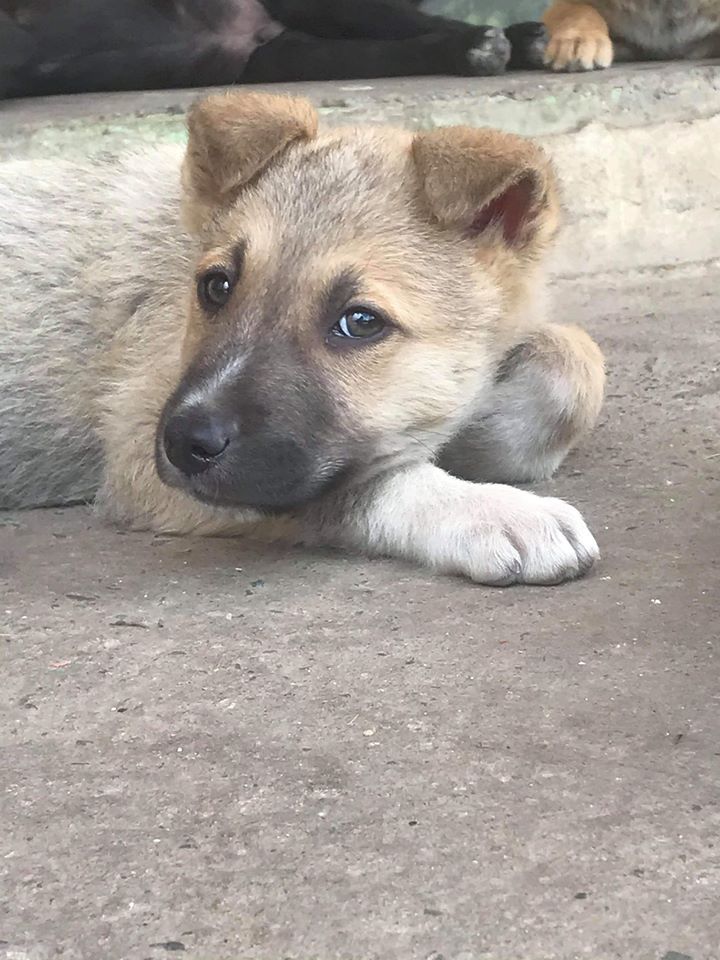 Timon is a 2 months old boy, very cuddly and loving